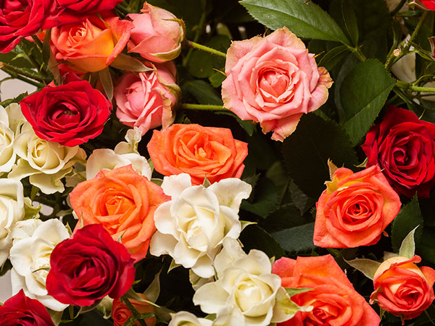 Beautiful Blossoms