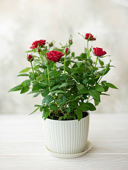 Plants