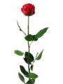 Real Preserved Rose With Stem (50cm Stem)