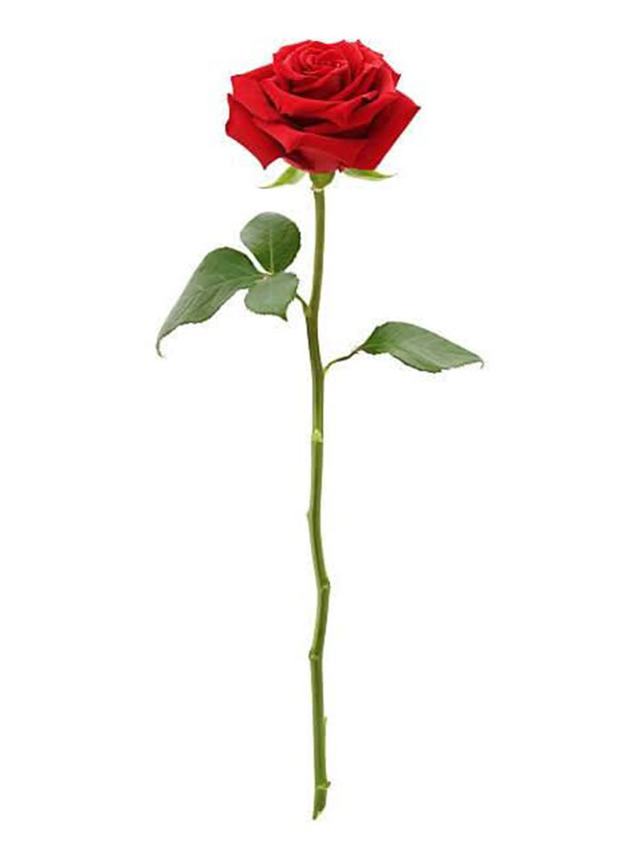 Single Red Rose